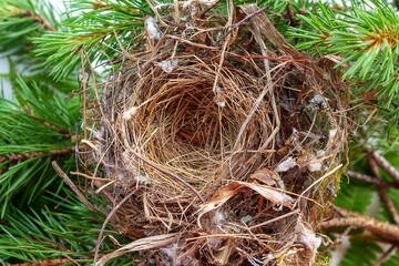 Close up empty swallows nest. Top view.