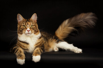 maine coon tortie tabby cat in studio