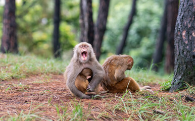 A mother Asian Macaque and her children. Mother monkey is yawning while her baby suckles milk at a  forest in Kathmandu, Nepal.