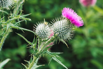 Blooming Thistle flowers in Edinburgh, Scotland.