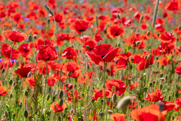 Fototapeta na wymiar poppy field red flower papaver in summer nature countryside