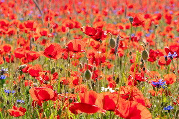 poppy field red flower papaver in summer nature countryside