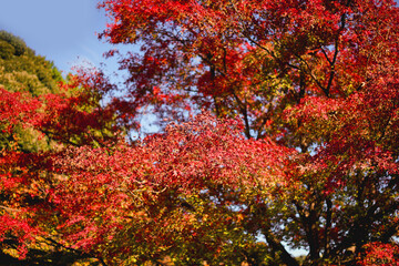 Maple leaves changing color, Autumn seasons at Tokyo in Japan