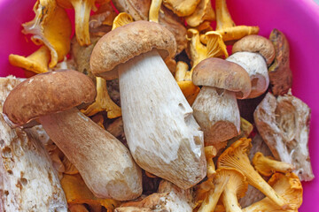 A bowl of mushrooms. Porcini mushrooms and chanterelles.