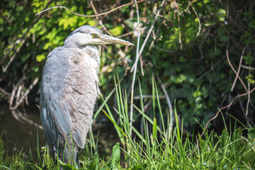great blue heron