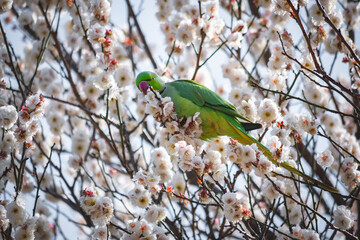 bird on a cherry blossom tree