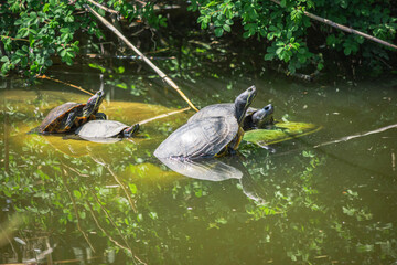 turtles in the pond