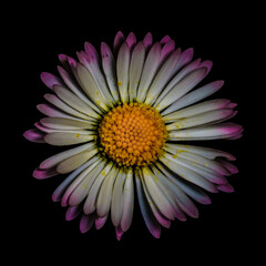 Single daisy flower, close up (macro), isolated against a black background