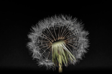 Dandelion head with multiple seeds, isolated against a black background