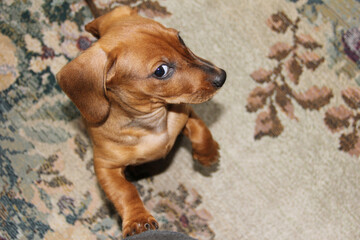 Funny red dachshund puppy stands on its hind legs