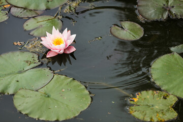 Bright pink water lily opened in the sun in a pond. Summer relax in a countryside. 