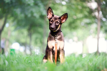 dog small puppy german shepherd portrait pet on the grass looking at the camera