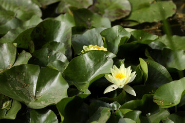 Bright yellow water lily opened in the sun in a pond. Summer relax in a countryside. 