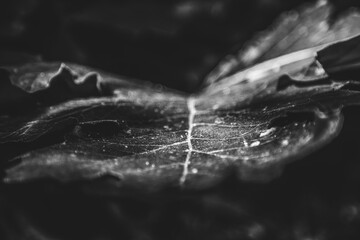leaf close up on black and white