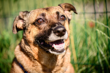 friendly pet close-up portrait of happy adult red half-breed dog on green grass in a park