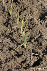 onion in the ground in a Kansas garden in the spring.