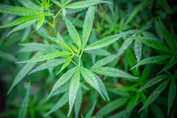 Marijuana bushes, Cannabis on natural blurred backgrounds.