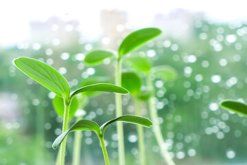 Young strong strong green shoots grown on the windowsill. Growing cucumber seedlings from seed....