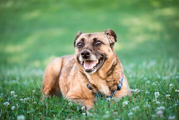 friendly pet portrait of happy adult red half-breed dog on green grass in a park