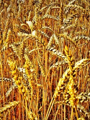 field of wheat
