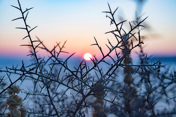 thorn tree over great sunset