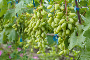 Unripe, young wine grapes in summer vineyard.