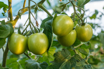 Unripe green tomatoes growing on bush in the garden.