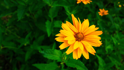 Yellow flower on green background