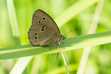 Brauner Waldvogel Schornsteinfeger auf Grashalm Schmetterling Aphantopus hyperantus