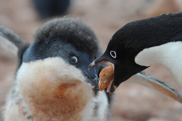 Naklejka premium Penguin Adelie Pygoscelis adeliae - the most widely spread penguin species.
