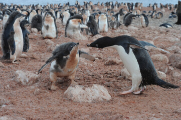 Penguin Adelie Pygoscelis adeliae - the most widely spread penguin species.