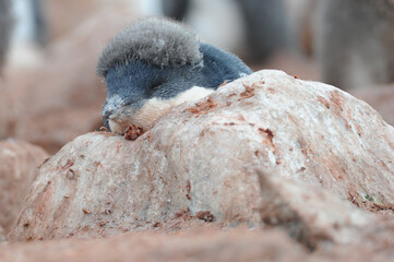 Penguin Adelie Pygoscelis adeliae - the most widely spread penguin species.