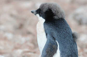Penguin Adelie Pygoscelis adeliae - the most widely spread penguin species.