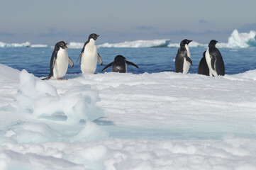 Fototapeta premium Penguin Adelie Pygoscelis adeliae - the most widely spread penguin species.