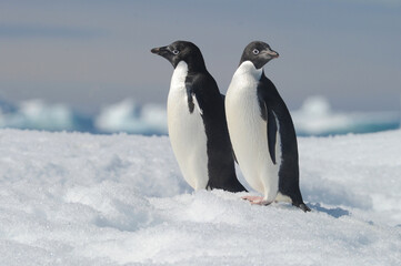 Penguin Adelie Pygoscelis adeliae - the most widely spread penguin species.