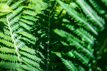 Fototapeta na wymiar Fern in the forest as a background. Flower plants outdoors. Beautiful green color.