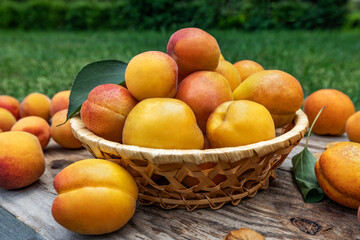 Apricots in a basket on wooden boards outdoors on a background of green grass, picnic time and family vacation. Fresh fruit concept.