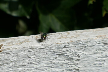 dragonfly on a leaf