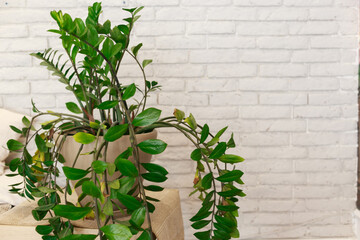 plant in the Modern home interior. Empty white wall in background. Copy space for text.