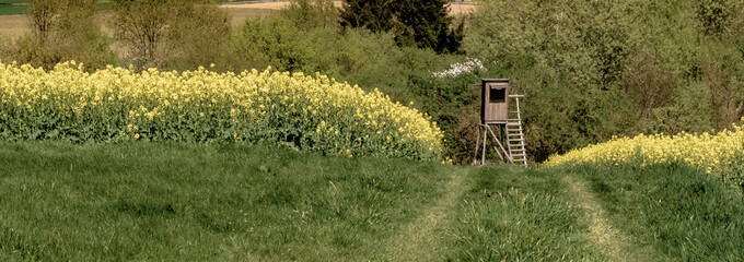 Spring landscape, farmland, Germany - A yellow rapeseed field and a hunter's seat on a sunny day in...