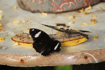 Two butterflies feeding on a banana
