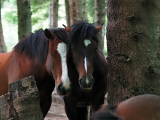 two free horses in Giacopiane lake