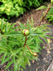 An unopened green peony Bud growing among the greenery.