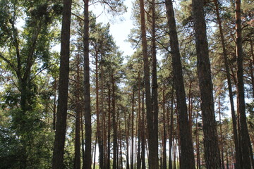 trees in the forest