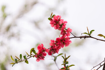 Red flowers blooming in the tree in spring time