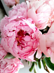 Delicate pink blooming peony flower.