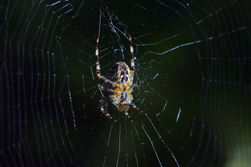 Orb spider on web early morning 