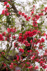 Fototapeta na wymiar Red flowers blooming in the tree in spring time