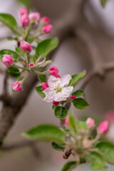 Blooming branch of apple in spring time
