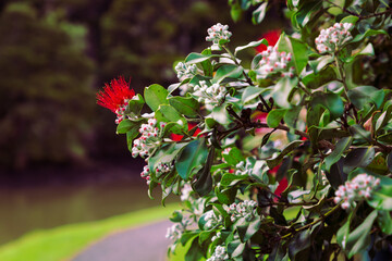Obraz premium Budding pohutukawa blossoms
